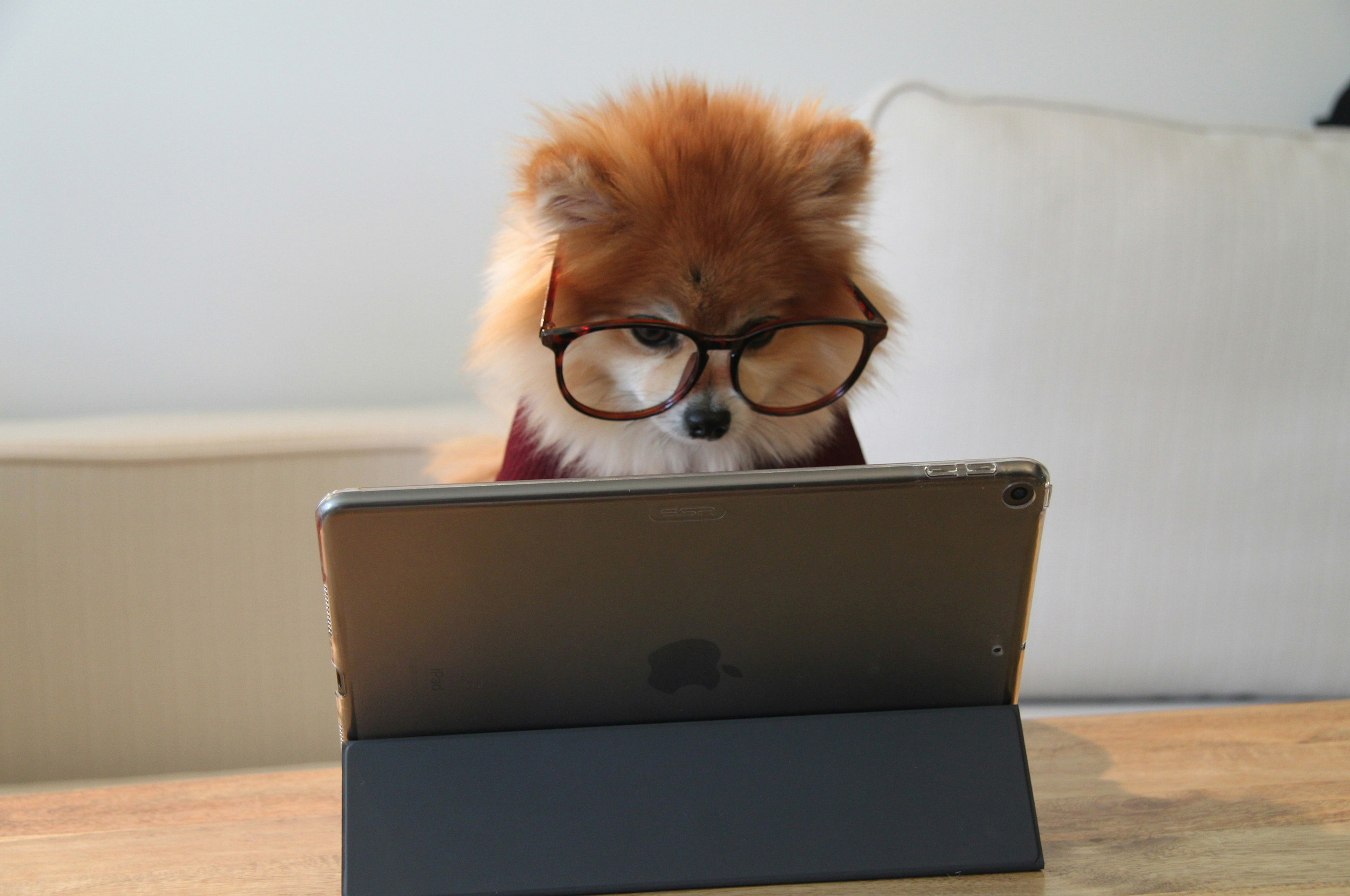 A cute image of a small dog wearing glasses positioned like he's working at a laptop